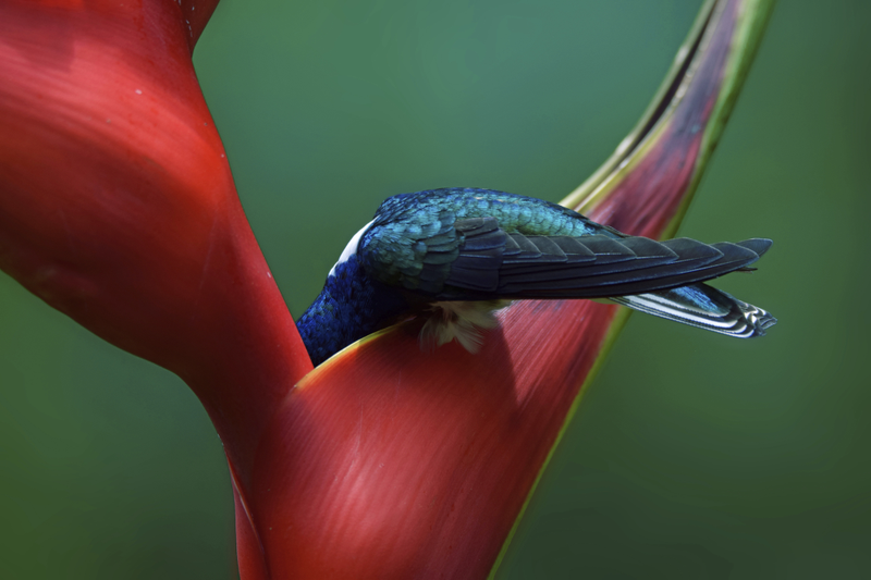 White-necked jacobin. Nikon D3300 with Tamron SP AF 150-600mm f/5-6.3 Di VC USD lens; 1/250 second at f/6.3; ISO 200